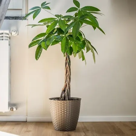 Cucchiari 8c * Modena