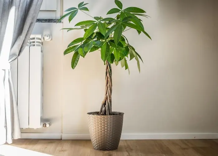 Cucchiari 8c * 모데나